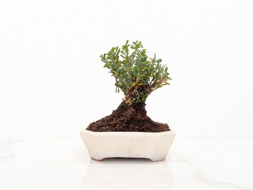 Chinese box bonsai 14cm - box,