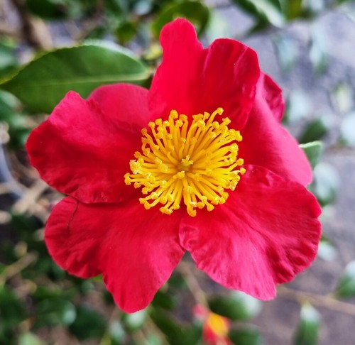 Camellia japonica yuletide - camellia,