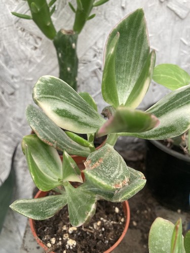 Variegated money plants - variegated,