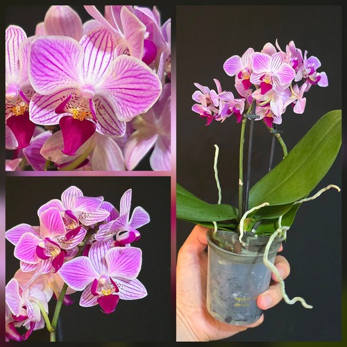 Phalaenopsis pink blush - phalaenopsis, "pink