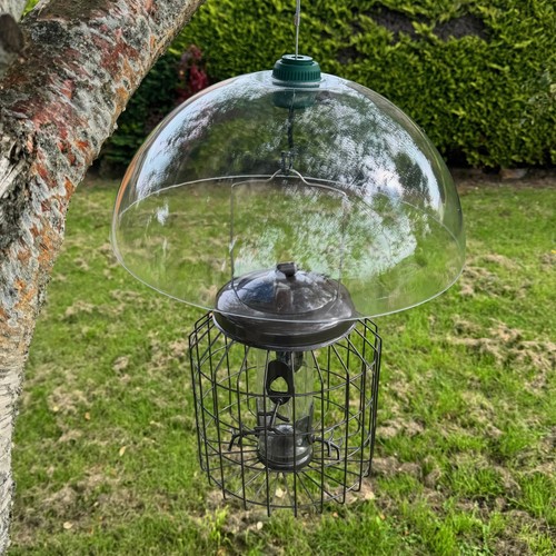 Squirrel proof hanging - squirrel, bird