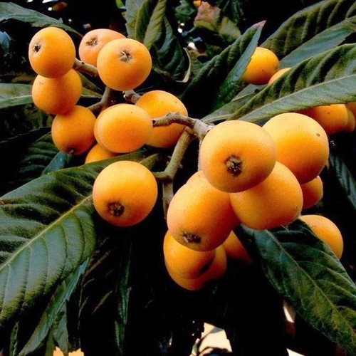 Japanese medlar eriobotrya - medlar,
