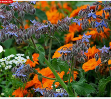 Calendula old english pot