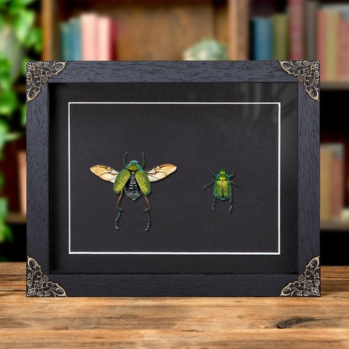 Shining leaf chafer - chafer, beetle