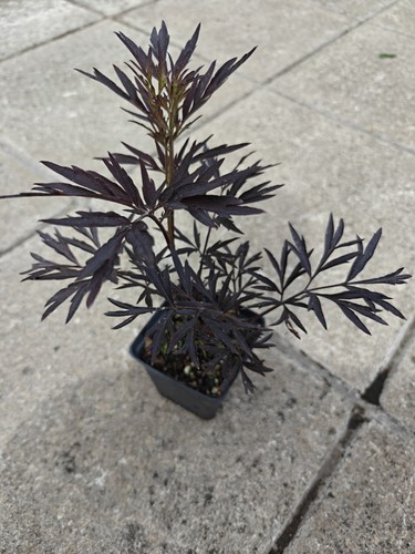 Sambucus nigra black - nigra, lace