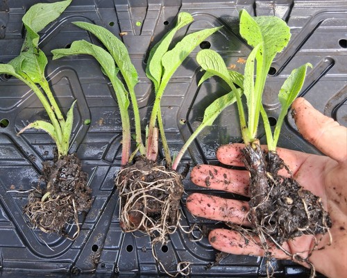 Comfrey bocking 14 - x, 'bocking