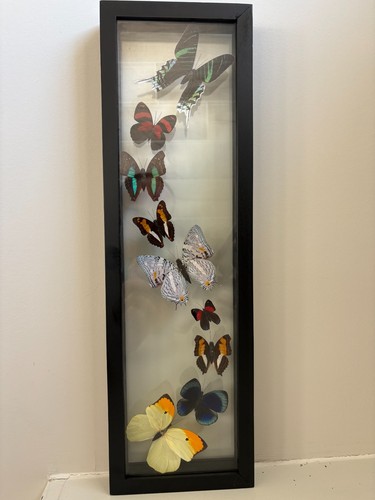Butterflies mounted - butterflies,