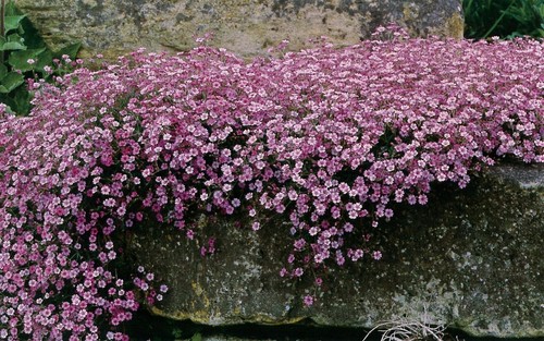 Gypsophila repens rosea - gypsophila,