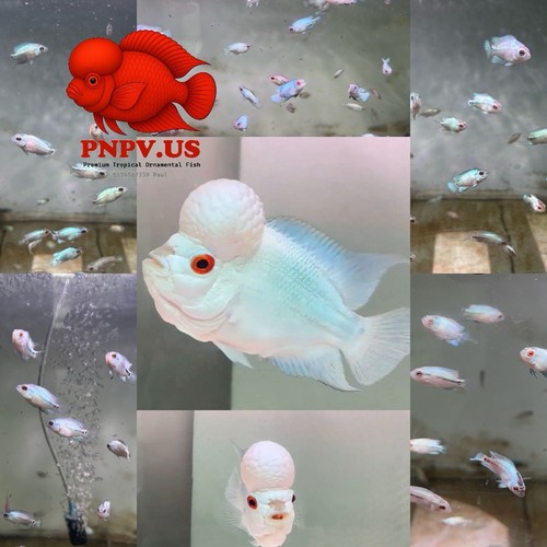 Baby thai silk - thai, fry