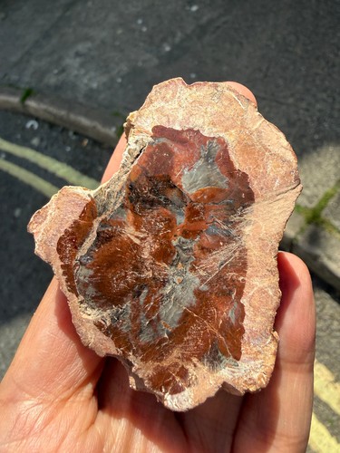 Petrified wood fossil - petrified,