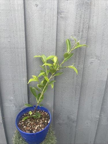 Ficus ginseng bonsai tree - bonsai,