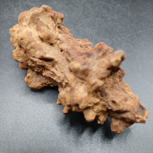Turtle coprolite fossil poo - fossil,