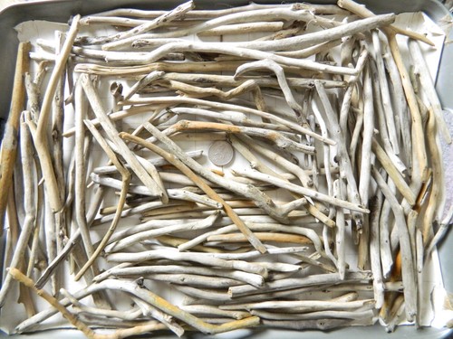 100 driftwood twig pieces for - 100,