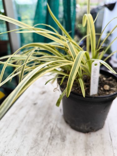 Agapanthus golden drop - golden,