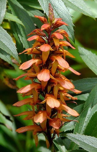Isoplexsis canariensis fox - canariensis, ,fox