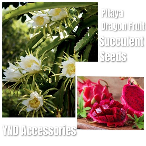 Seeds rare epiphyllum - seeds,