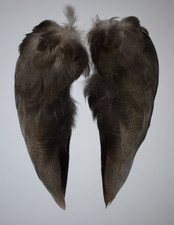 Complete set of Bronze Mallard Feathers from a Single Duck (69)