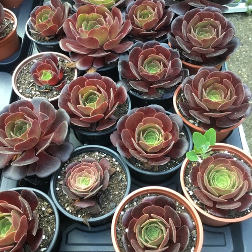 Aeonium black rose potted - black,