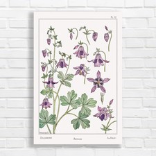 Vintage Botanical Columbine