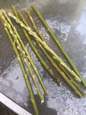 20 Willow Cuttings, rods Salix