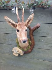 Taxidermy Roe Deer Head With