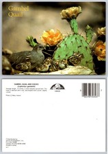 Gambel quail mother and - gambel,
