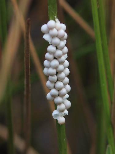 Florida apple snail eggs - apple,