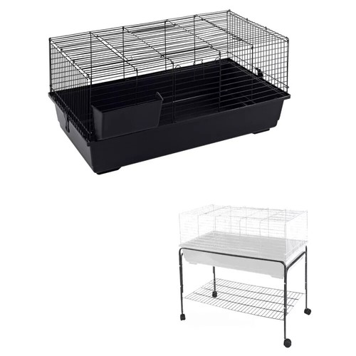 Rabbit guinea pig bunny indoor - guinea,