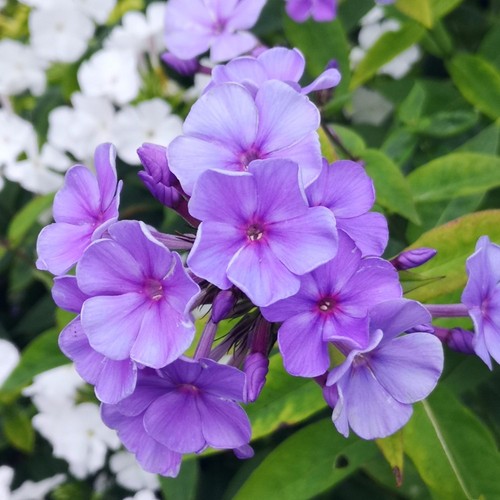 Phlox sweet summer ocean - summer, ocean'