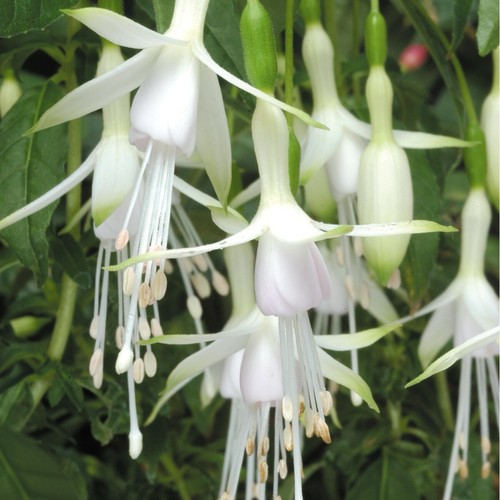 Fuchsia hawkshead hardy - fuchsia, bush