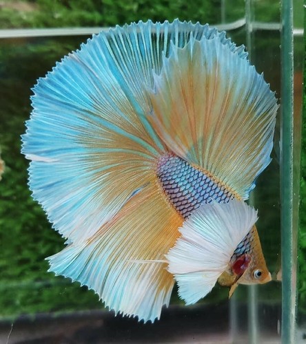 Live betta fish high quality - live,