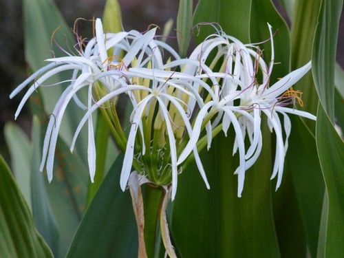 White spider crinum - spider,