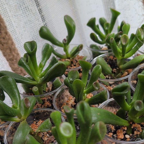 Crassula ovata gollum - gollum, '