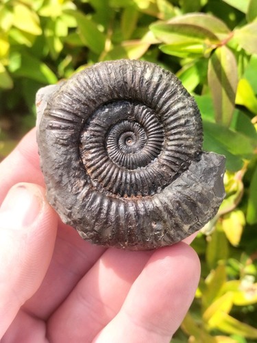 Large dactylioceras - dactylioceras, sp