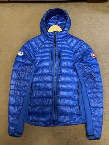 Canada goose hybridge - canada,