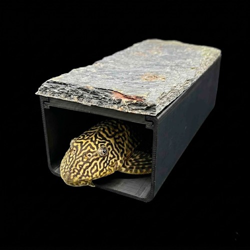 Bristlenose pleco cave - bristlenose,
