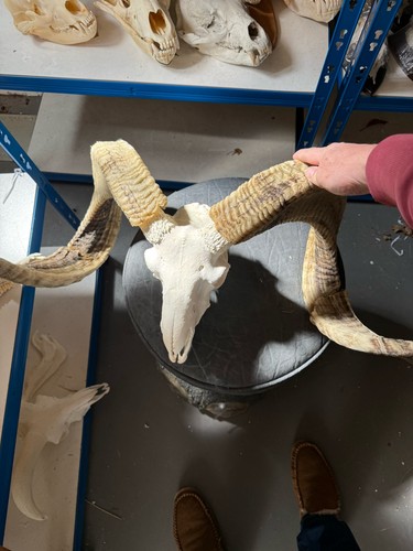 Huge horned ram - horned, big