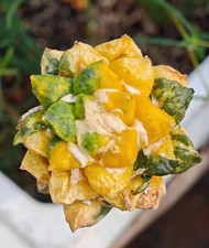 5cm Rare Ariocarpus Fis Hybird 'Godzilla' WYSIWYG G rafted  Boutique