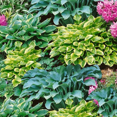 Hosta mixed collection shady - mixed,