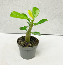 Baby Desert Rose, Adenium