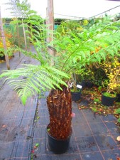 27inch trunk Dicksonia
