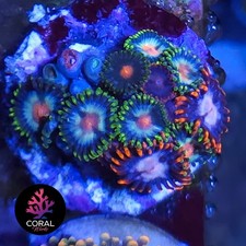 Pinwheels & Steal Your Soul Zoa Colony Frag WYSIWYG