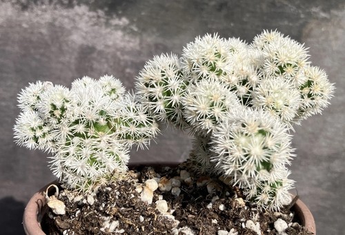 Mammillaria vetula gracilis - mammillaria,