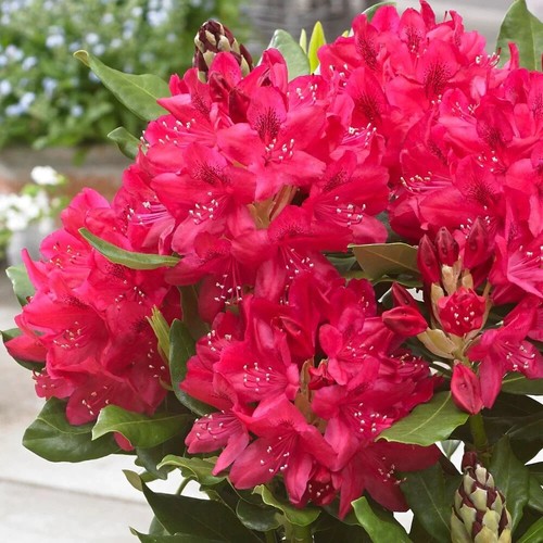 Rhododendron nova zemble xxxl - rhododendron,