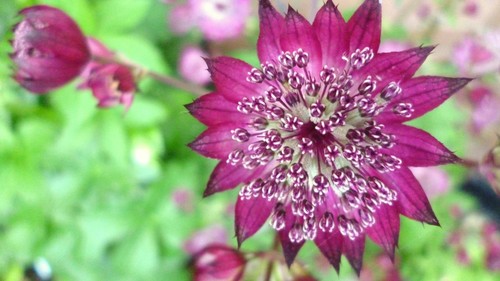 Perennial and biennial cottage - perennial,
