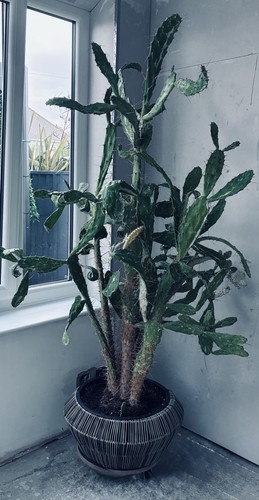 Huge 140cm mature prickly pear - huge,