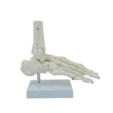 Flexible 1:1 Human Foot Ankle Anatomy Model Human Foot Skeleton Model Life Size