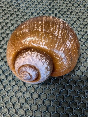 Large authentic apple snail - authentic,