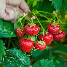 12 x Strawberry Honeyo Bare Roots - Grow Your Own Strawberries