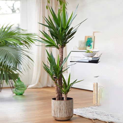 Yucca elephantipes large - elephantipes,